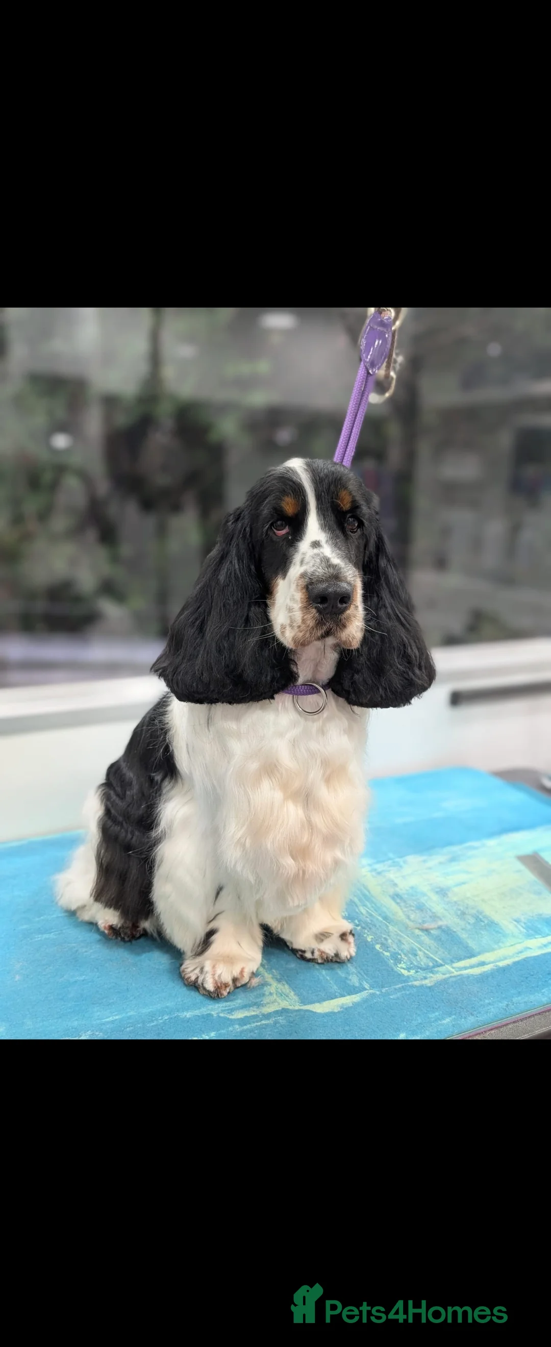 Cocker Spaniel dogs for stud: Kc registered  blue roan & tan show cocker  - Advert 1