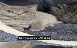 British Shorthair cats for sale: British short hair kittens - Advert 13