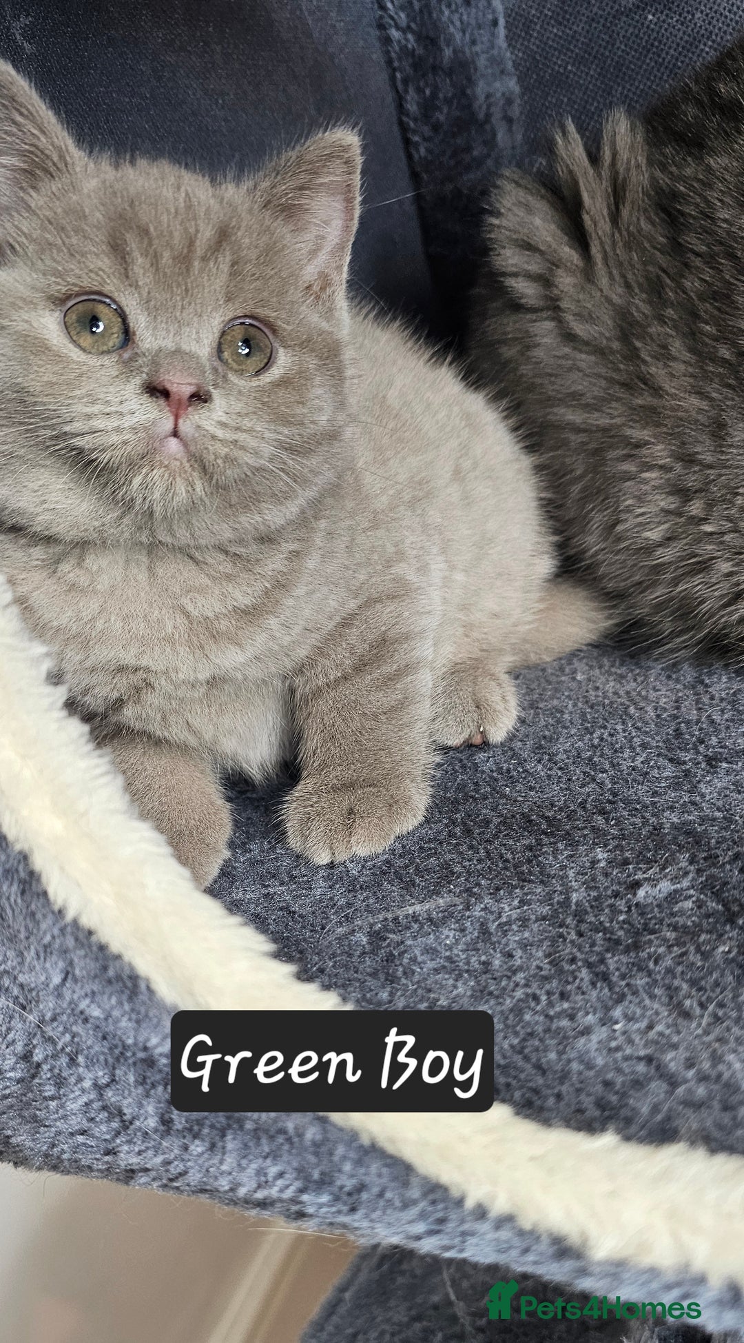 British Shorthair cats for sale: British short hair kittens - Advert 13