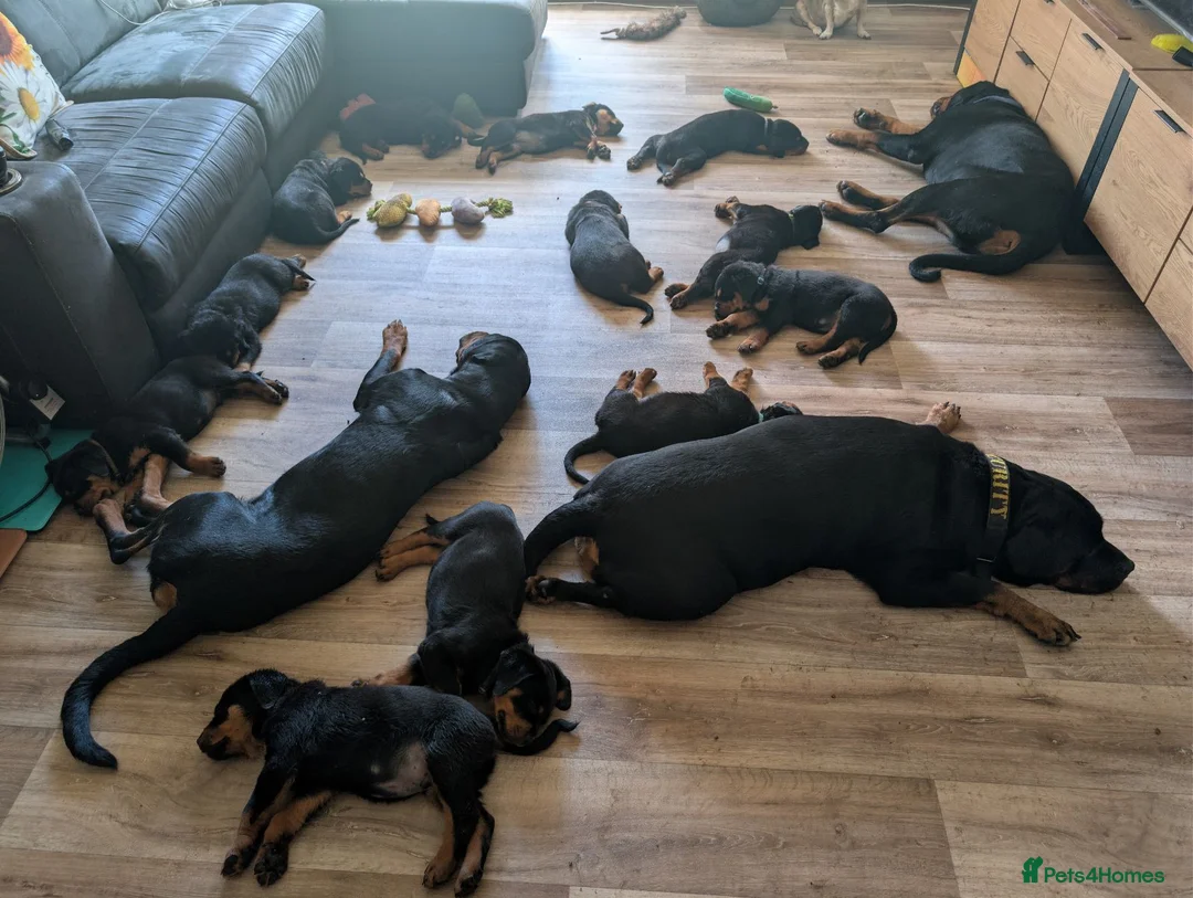 Rottweiler dogs for sale: Beautiful strong Pure Rottweiler Puppies - Advert 4