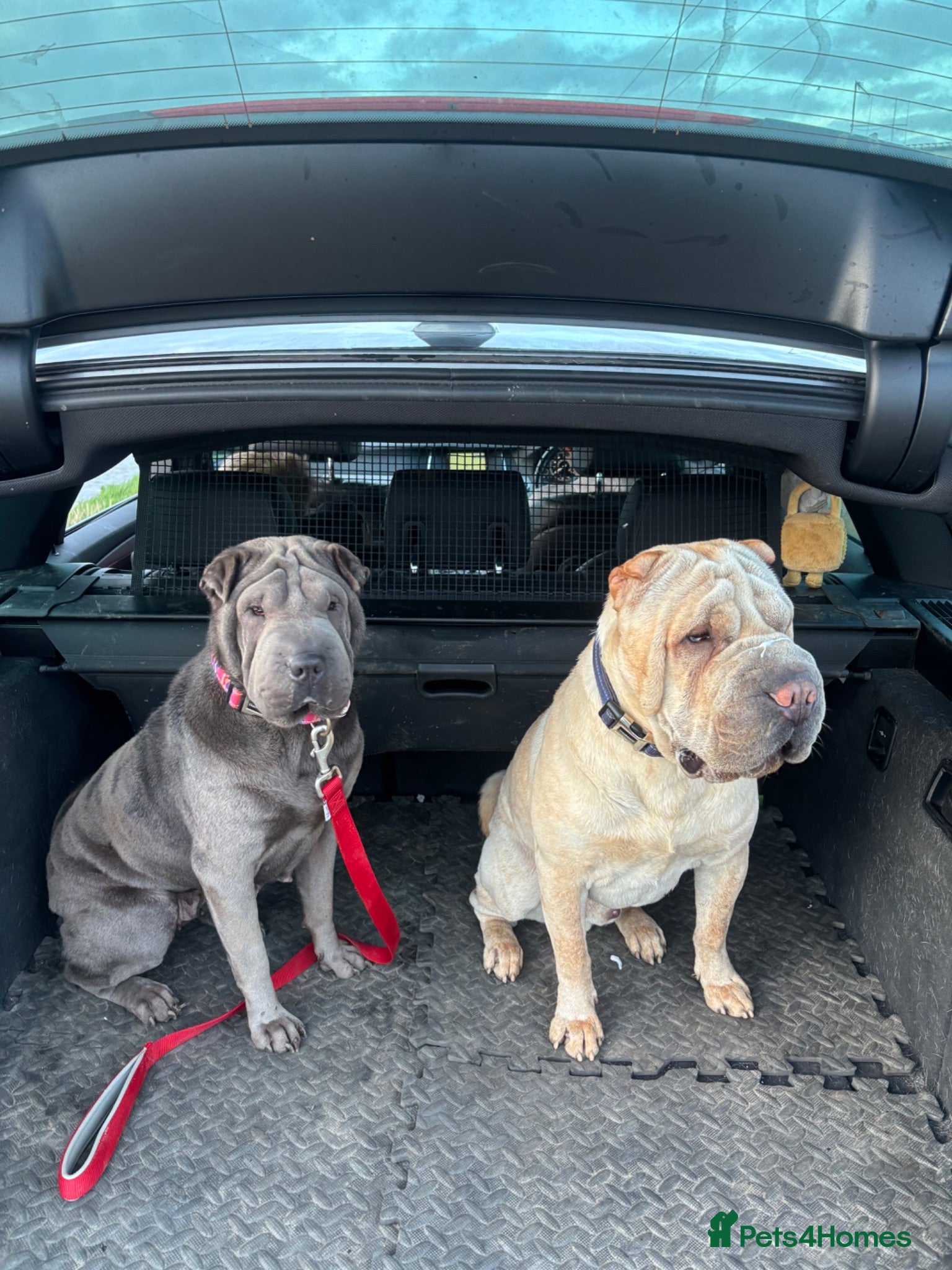 Shar Pei dogs Sharpei Puppies - Advert 2