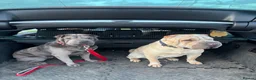 Shar Pei dogs for sale: Sharpei Puppies - Advert 2