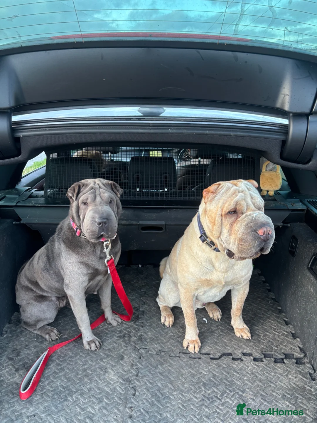 Shar Pei dogs for sale: Sharpei Puppies - Advert 2