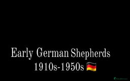 German Shepherd dogs for sale: CZECH DDR WEST GERMAN OLD BLOODLINE KC - Image 25