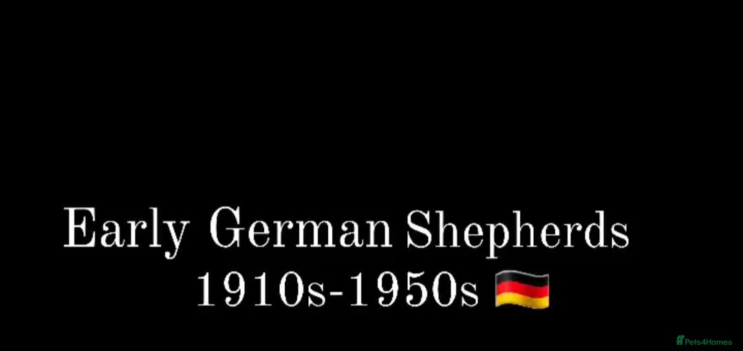 German Shepherd dogs for sale: CZECH DDR WEST GERMAN OLD BLOODLINE KC - Image 25