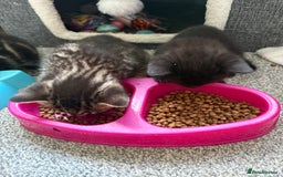 British Shorthair cats for sale: 2 beautiful girl kittens for sale - Image 3