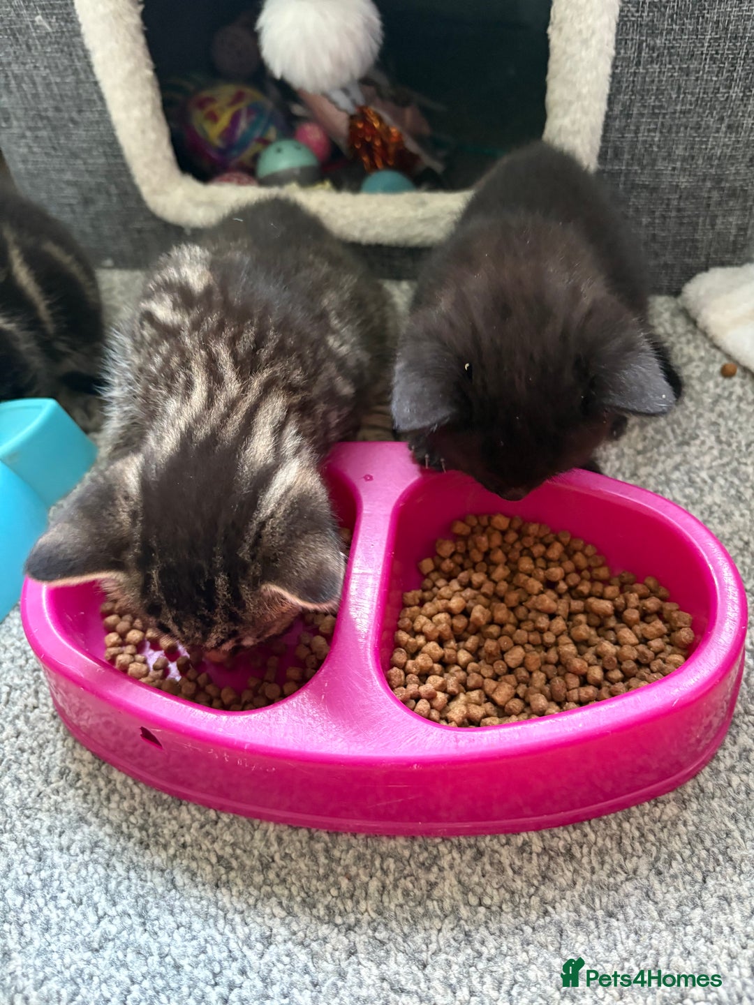 British Shorthair cats for sale: 2 beautiful girl kittens for sale - Image 3