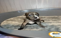 Staffordshire Bull Terrier dogs for sale: Staffordshire bull terrier puppy’s  - Image 10