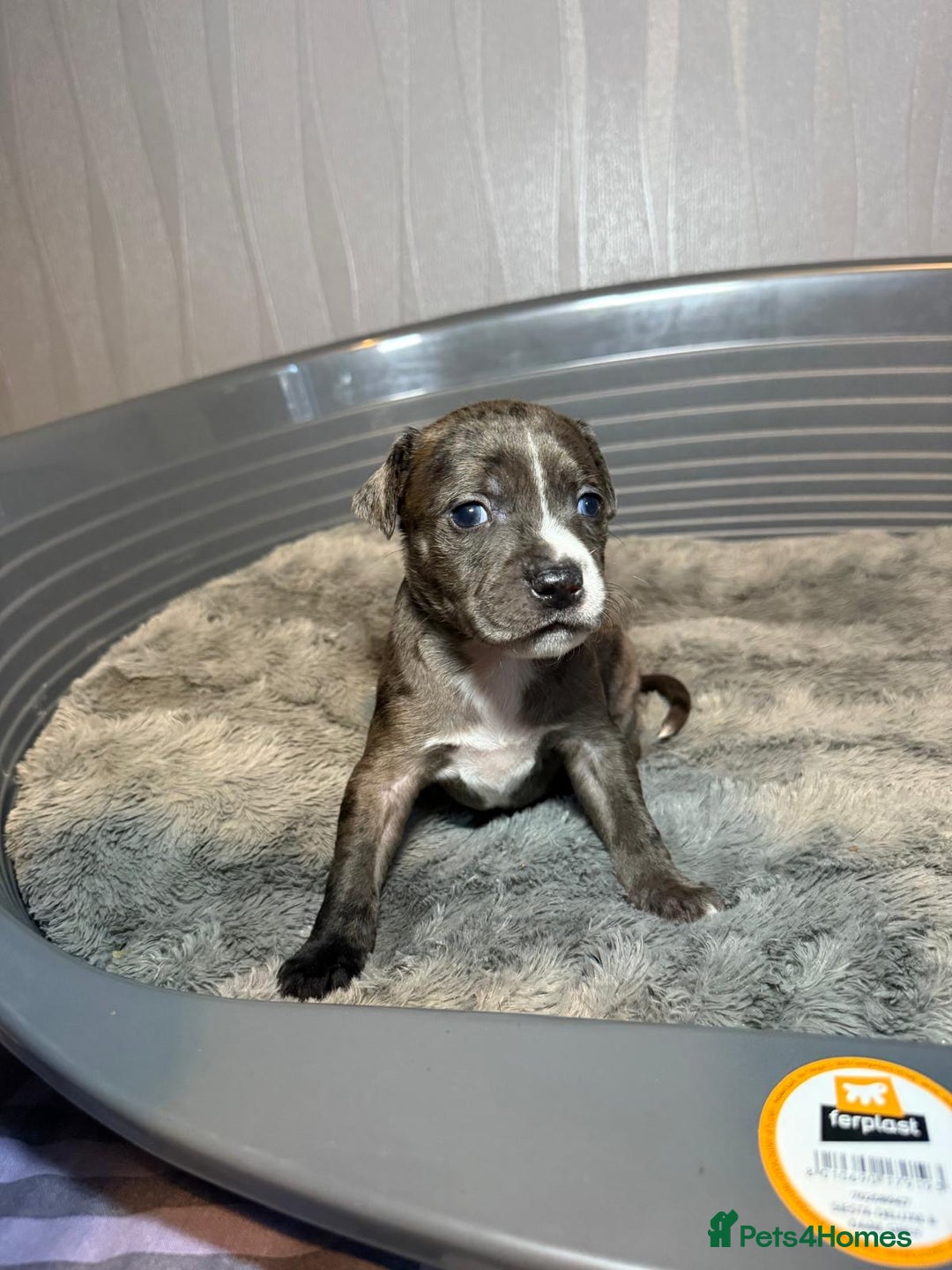 Staffordshire Bull Terrier dogs for sale: Staffordshire bull terrier puppy’s  - Image 10
