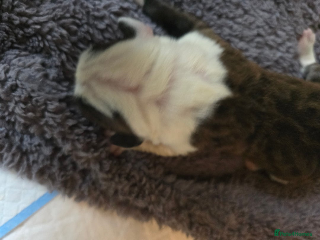 American Bulldog dogs for sale: American bulldog pups for sale - Image 15