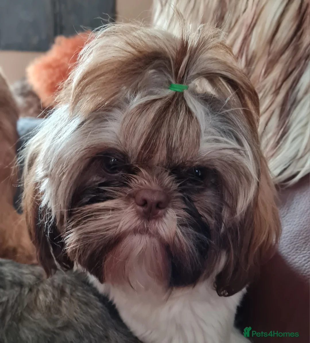 Shih Tzu dogs for sale: Imperial Shih Tzu female, 22 months KC registered. - Advert 17