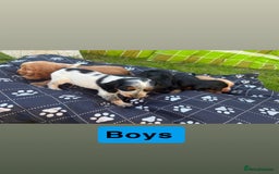 Cocker Spaniel dogs for sale: Cocker spaniel puppies - Image 5