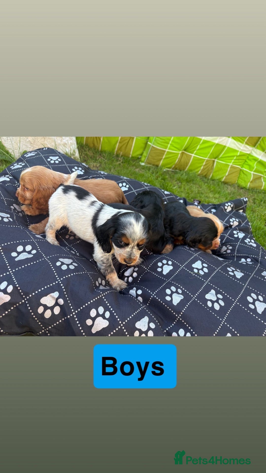 Cocker Spaniel dogs for sale: Cocker spaniel puppies - Image 5