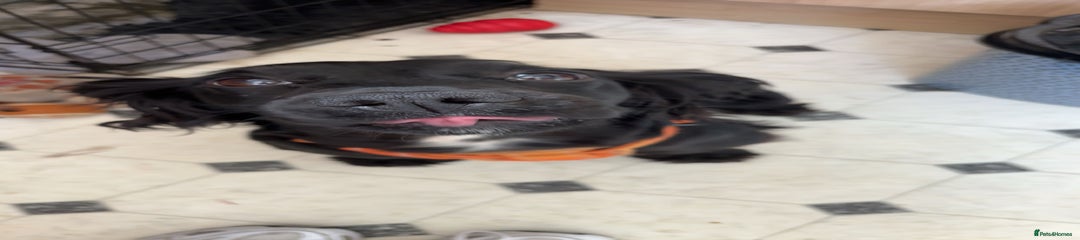 Cocker Spaniel Puppy 1