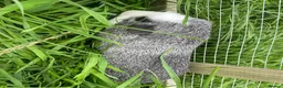 Guinea Pig rodents for sale: Two male guinea pigs need rehoming  in Heanor - Advert 2