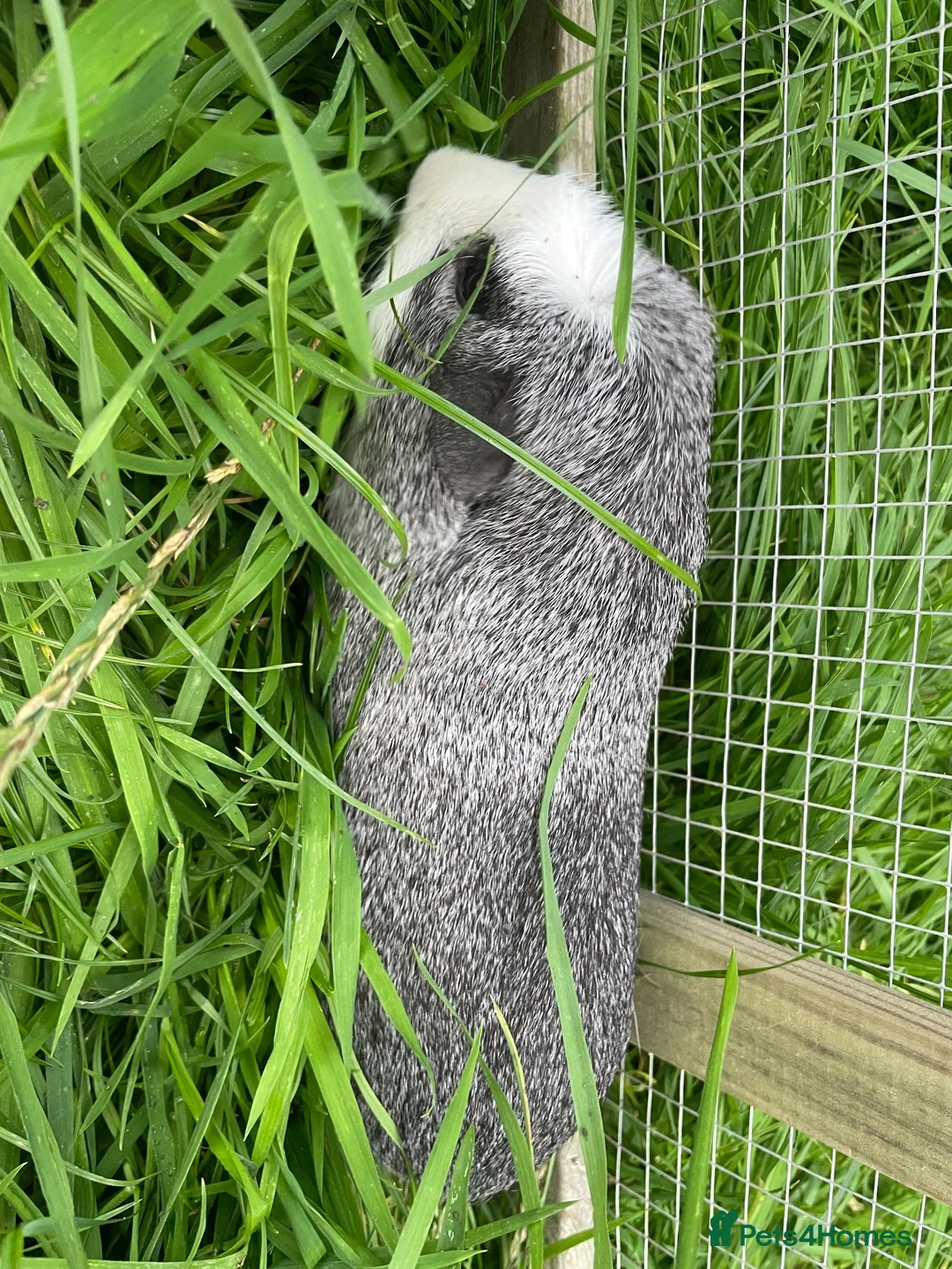 Guinea Pig rodents for sale: Two male guinea pigs need rehoming  in Heanor - Advert 2