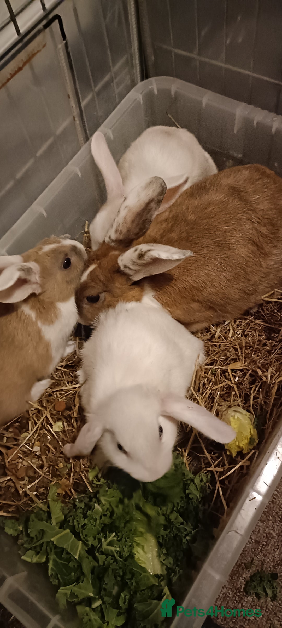 Mixed Breed rabbits for sale: 6 babies and their mom looking for new homes - Advert 2