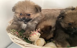 Pomeranian dogs for sale: READY NOW! kc reg STUNNING Pomeranian puppies  - Image 19