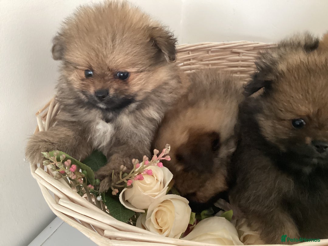 Pomeranian dogs for sale: READY NOW! kc reg STUNNING Pomeranian puppies  - Image 19