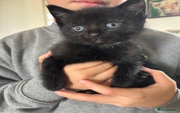 Mixed Breed cats for sale: Beautiful playful kittens  - Image 9