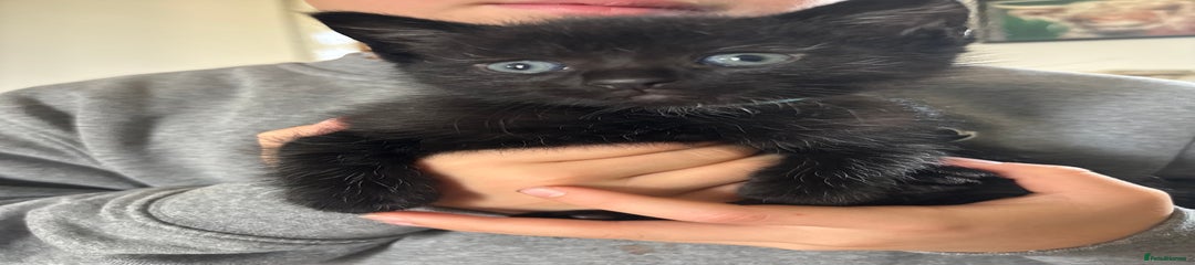 Mixed Breed Kitten 1