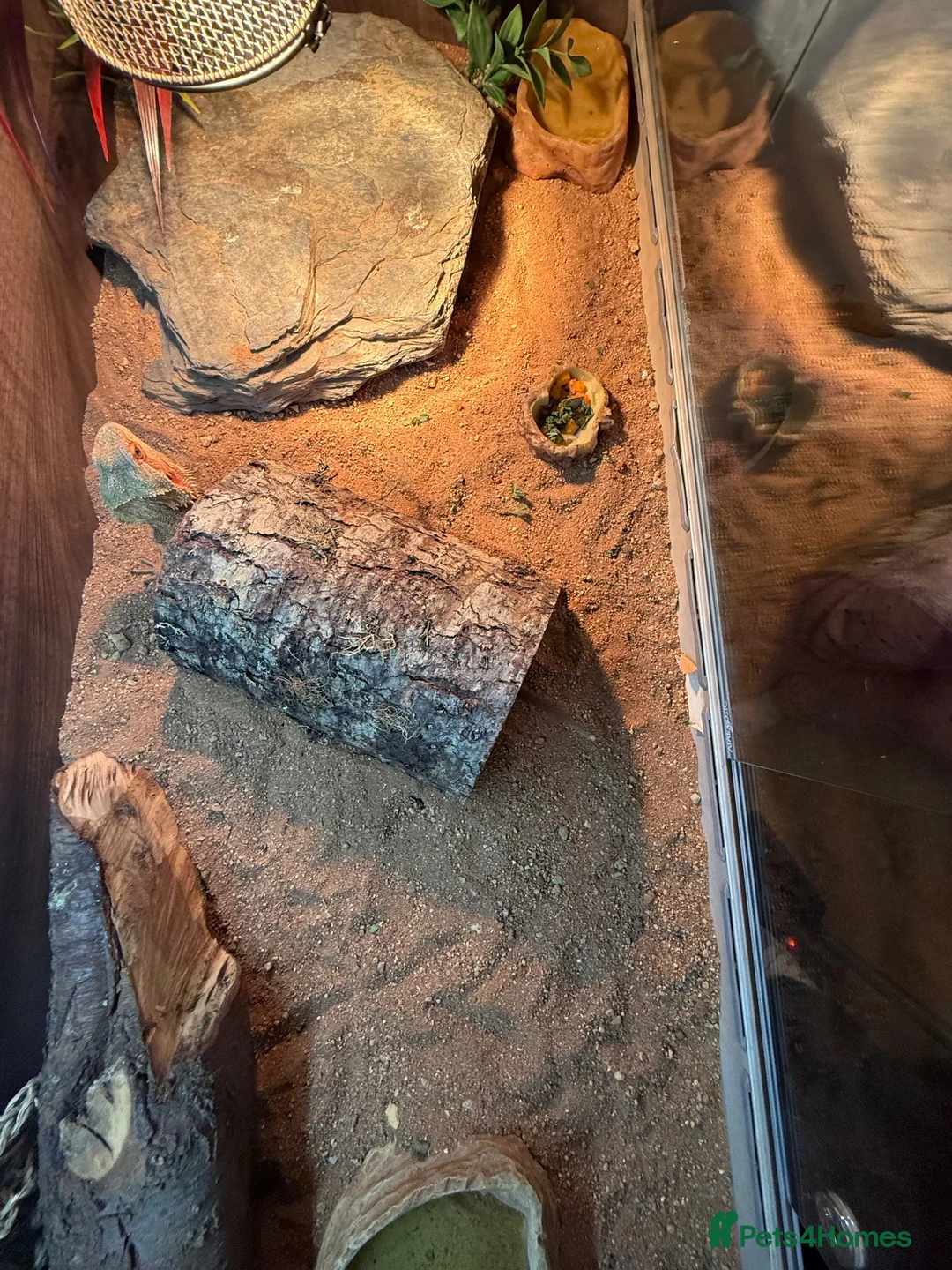 Bearded Dragon reptiles for sale: Bearded dragon and full viv set up in Worcester - Advert 5