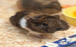 Guinea Pig rodents for sale: Two bonded male guinea pigs  - Image 5