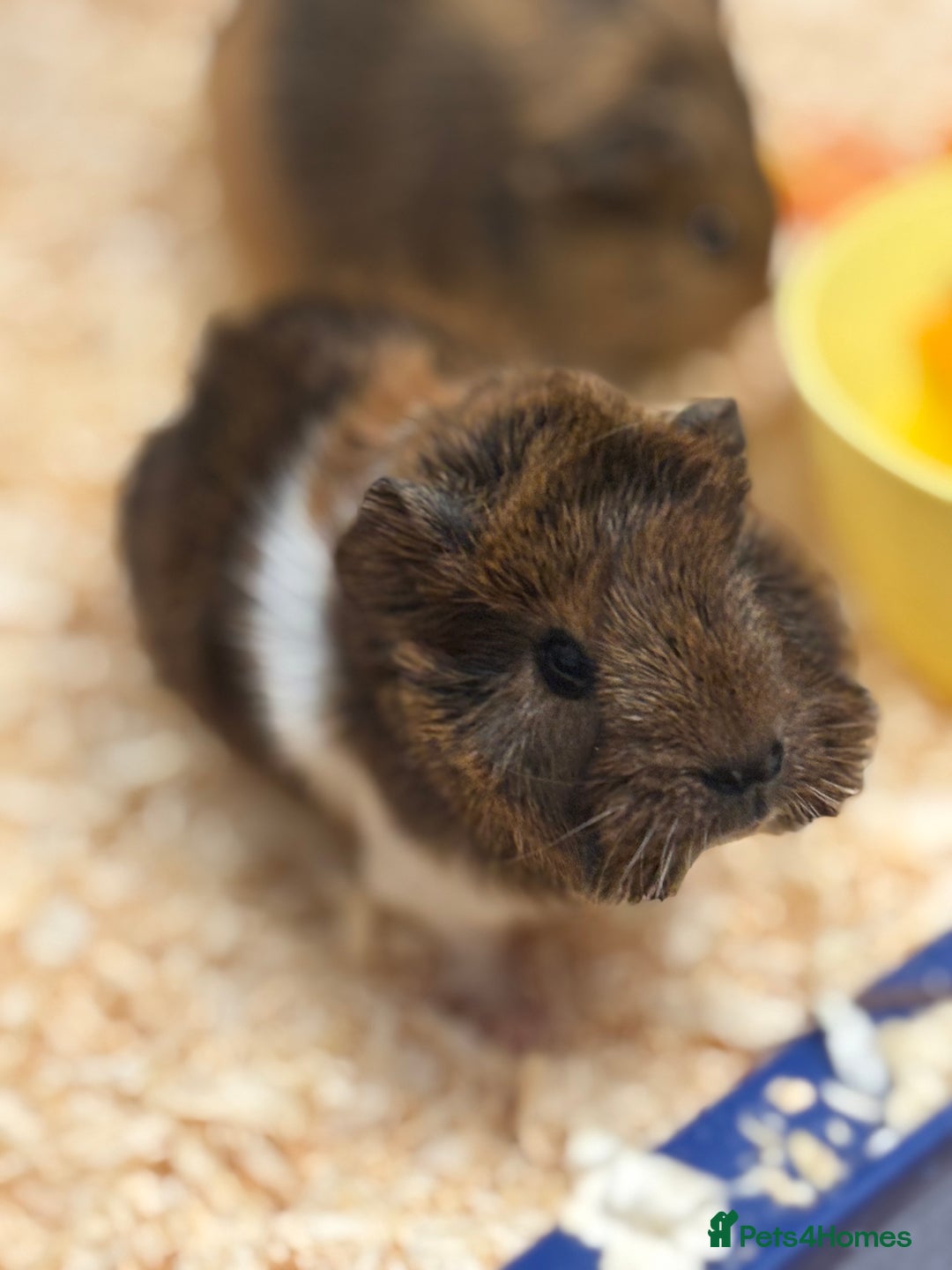 Guinea Pig rodents for sale: Two bonded male guinea pigs  - Image 5