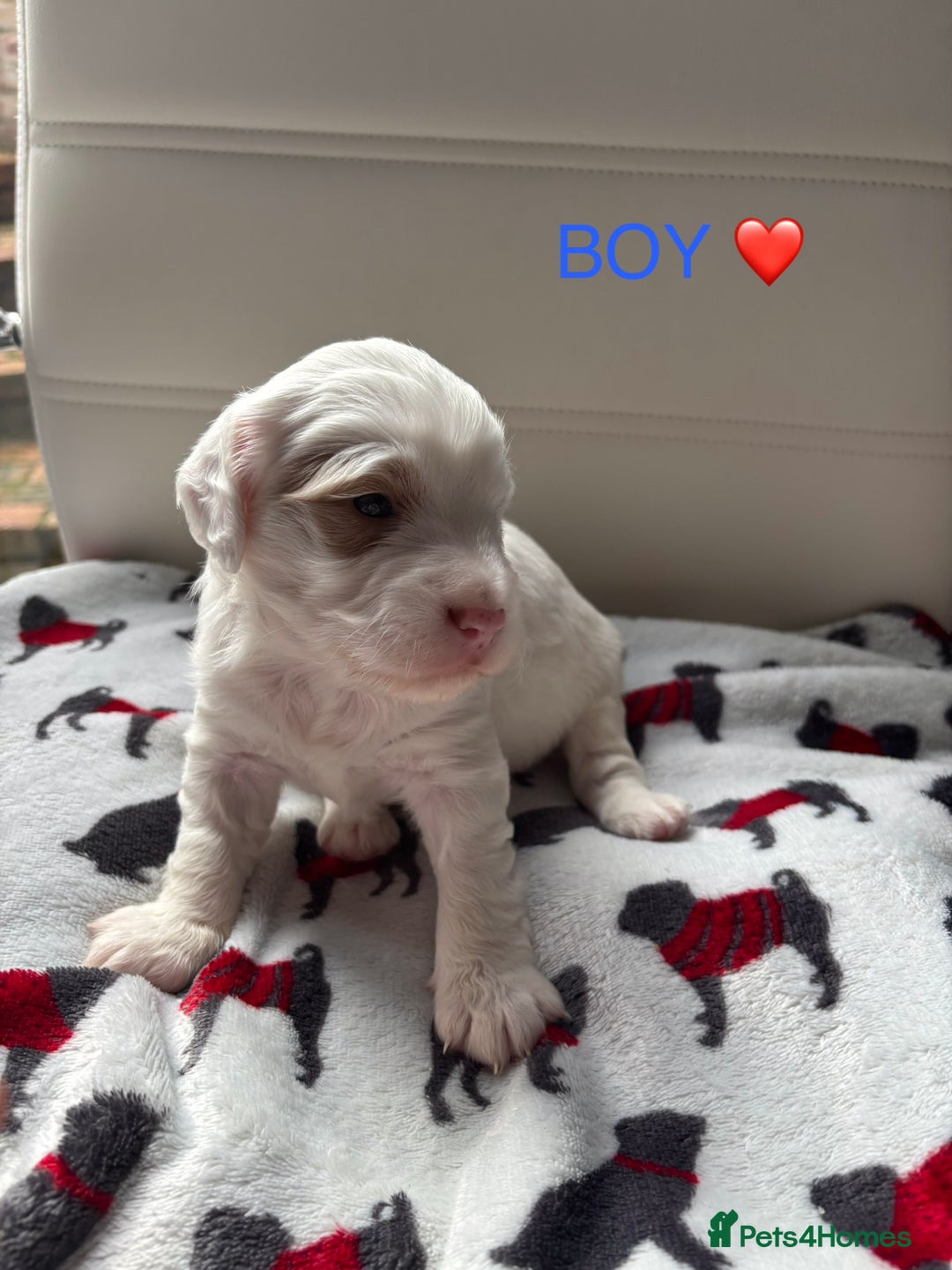 Cockapoo dogs for sale: Adorable F2 Cockapoo Puppies - First Litter  - Advert 3