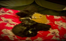 Ragdoll cats for sale: Ragdoll x Russian blue kittens  - Image 1