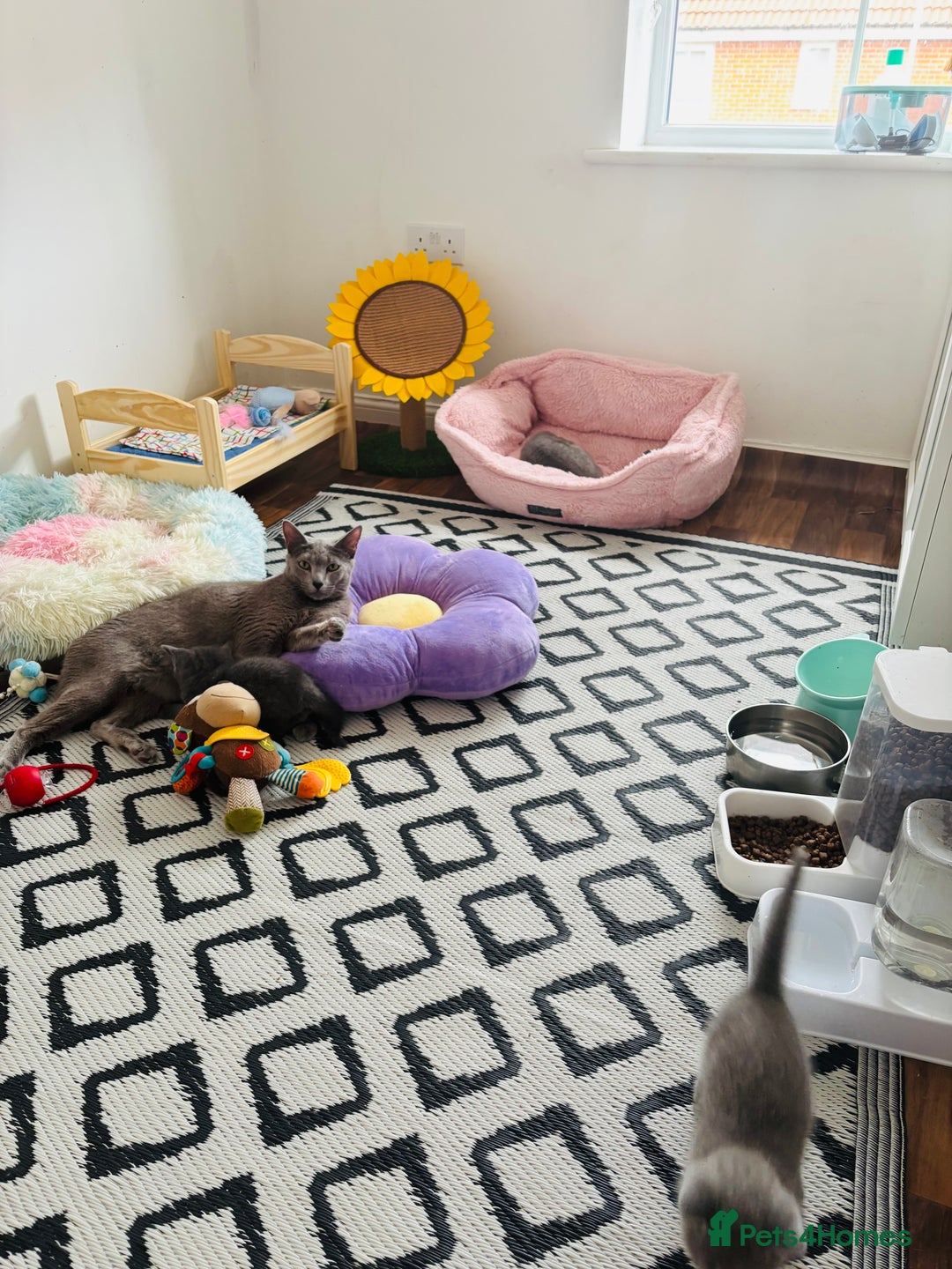 Russian Blue cats for sale: TICA pedigree Russian blue kittens 🐱  - Image 5
