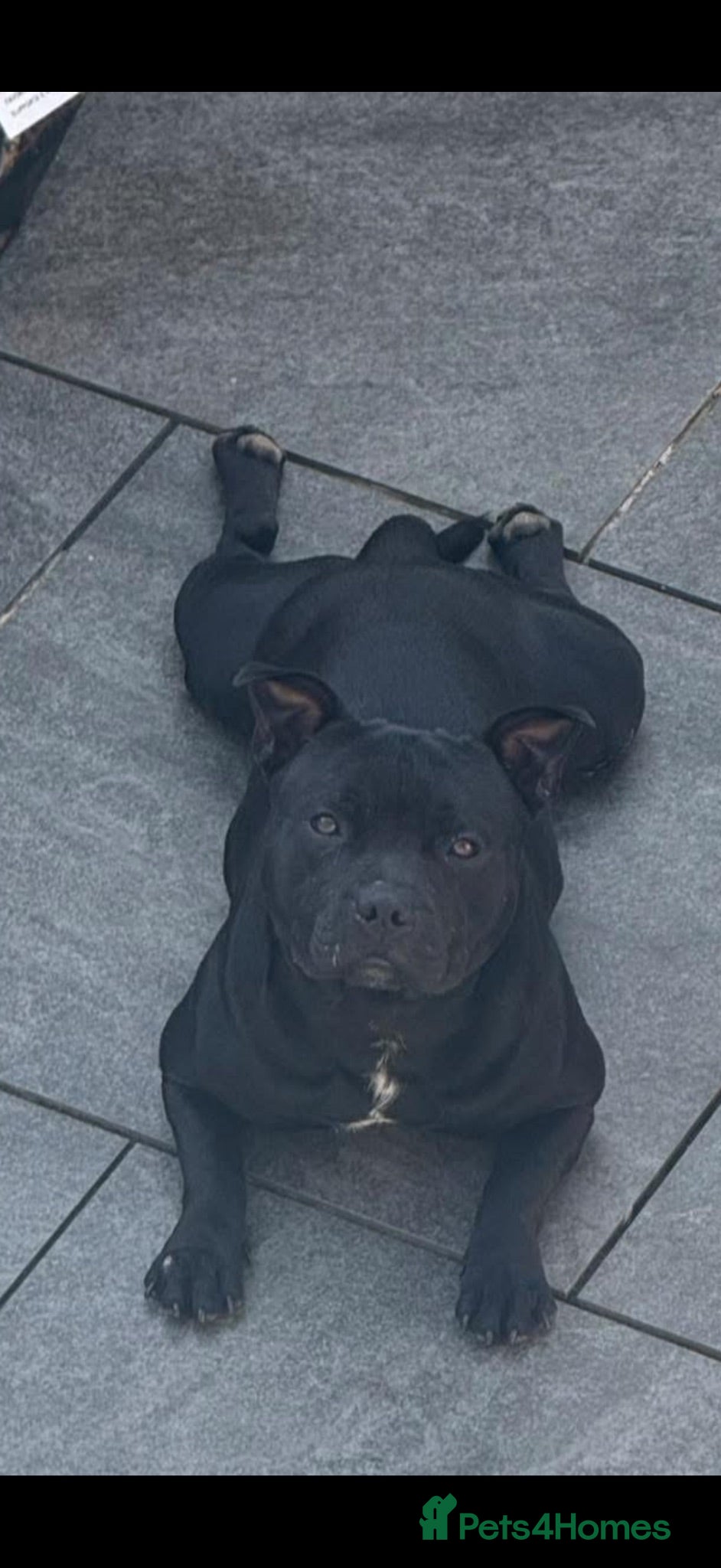 Staffordshire Bull Terrier dogs Beautiful Kass - Advert 10