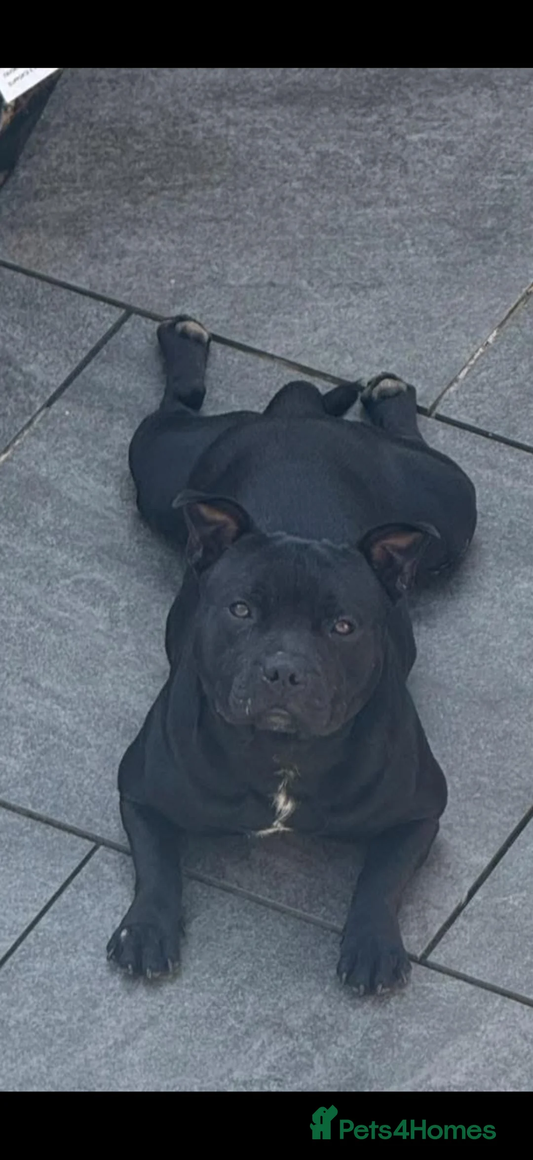 Staffordshire Bull Terrier dogs for sale: Beautiful Kass - Advert 1