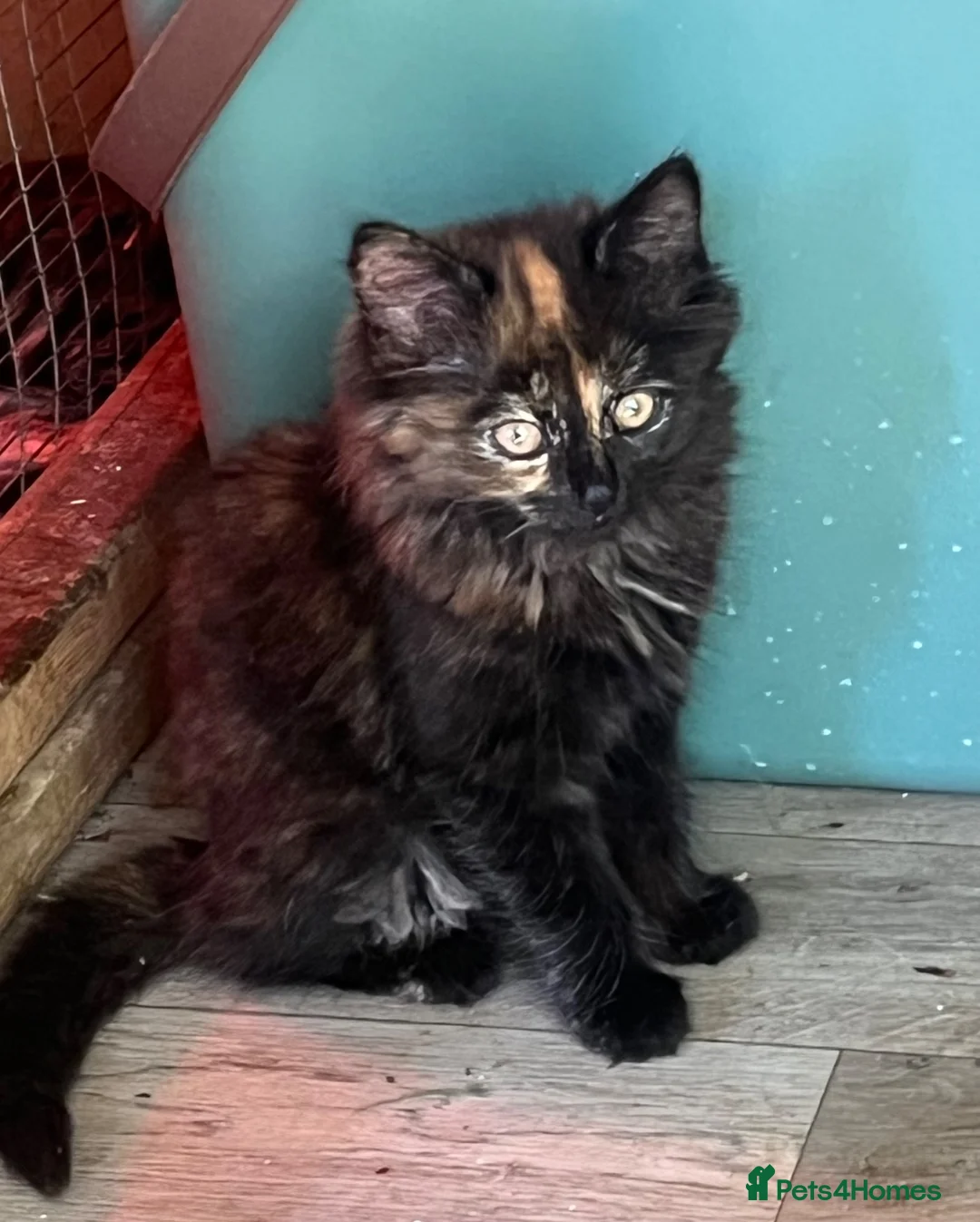 Mixed Breed cats for sale: Super Cute Kitten  in Fordingbridge - Advert 2