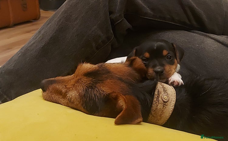 Jack Russell dogs Stunning tri coloured small JR puppies. - Advert 1