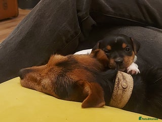Jack Russell dogs for sale: Stunning tri coloured small JR puppies. - Advert 1