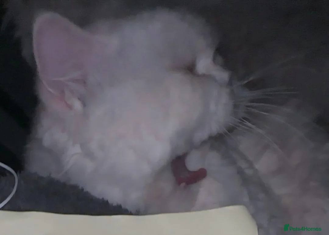 Persian cats for sale: Chinchilla Persian Male Cat For Sale in Leicester - Advert 3