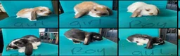 French Lop rabbits for sale: French lop bunnies for sale  - Advert 1