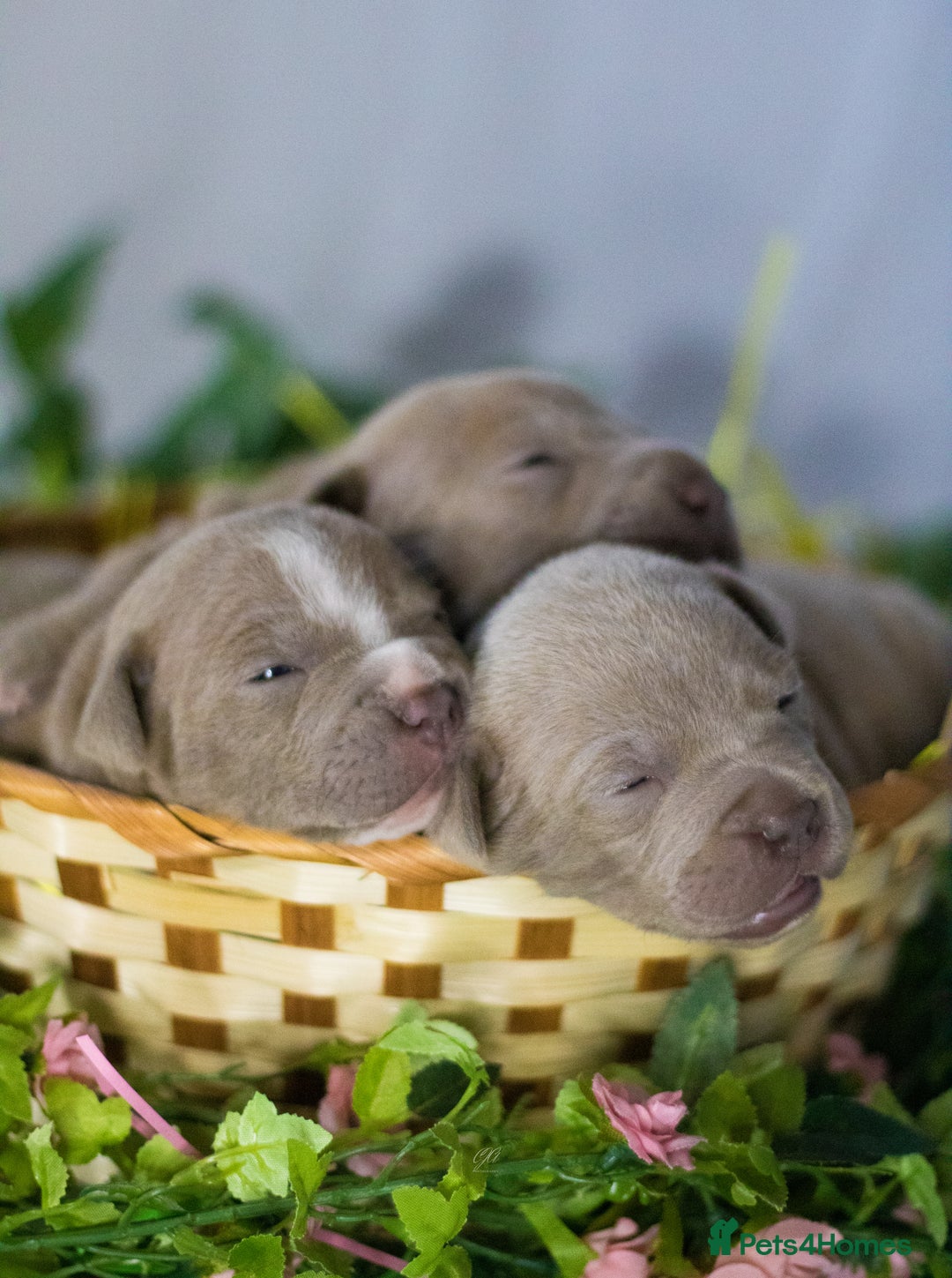 Staffordshire Bull Terrier dogs for stud: Amazing Staffordshire Bull Terrier for Stud   - Advert 12