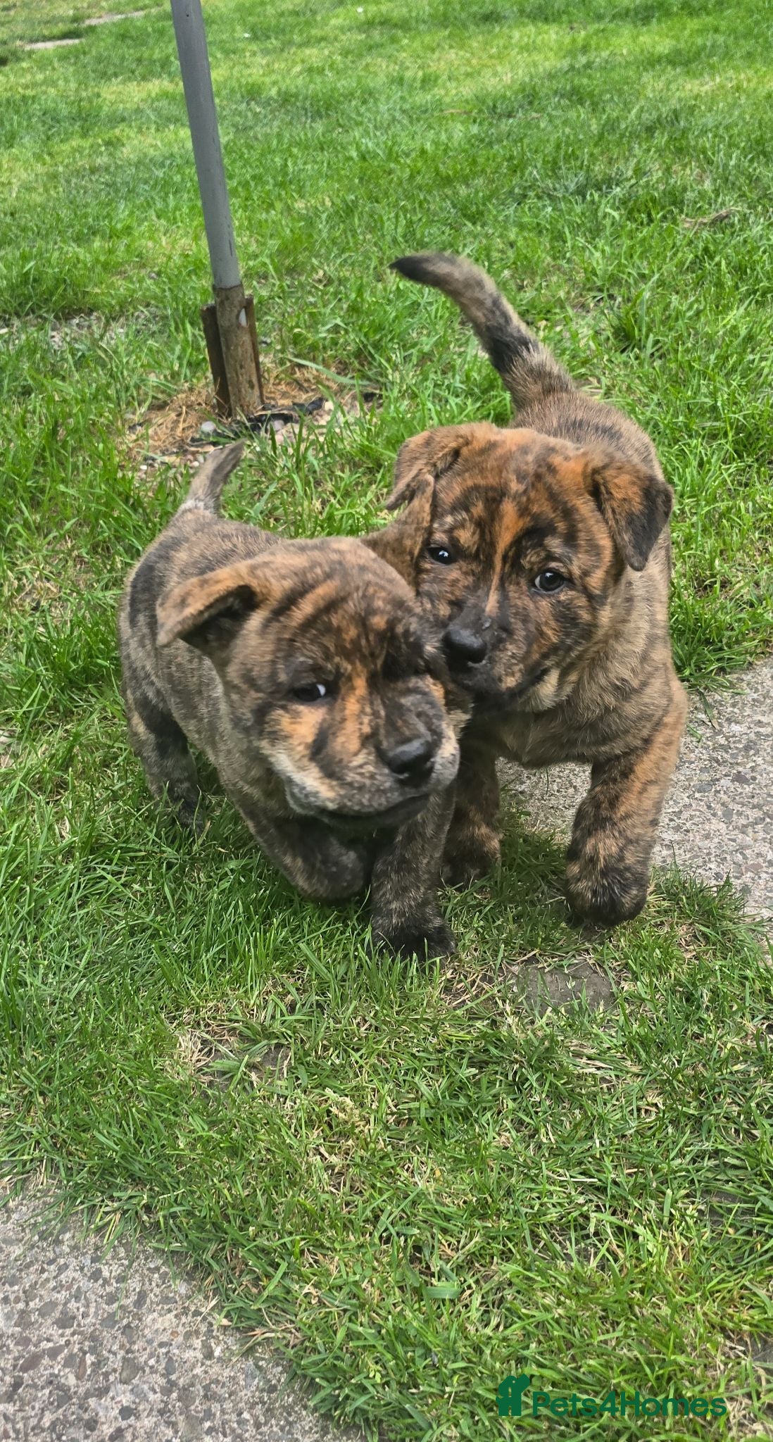 Mixed Breed dogs Chaffy babies - Advert 2