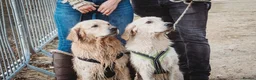 Golden Retriever dogs for stud: PROVEN KC Registered WOW  - Advert 3