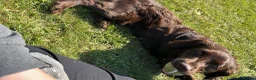 Cocker Spaniel dogs for sale: Female cocker spaniel  in Dover - Advert 6