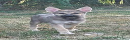 Tamaskan dogs for sale: Tamaskan Puppies *Health Tested Parents* - Advert 5