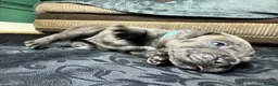 Mixed Breed dogs for sale: American Bull Staffy Puppies in Ramsgate - Advert 17