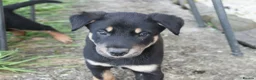 Huntaway dogs for sale: Huntaway puppies in Llanfyllin - Advert 5