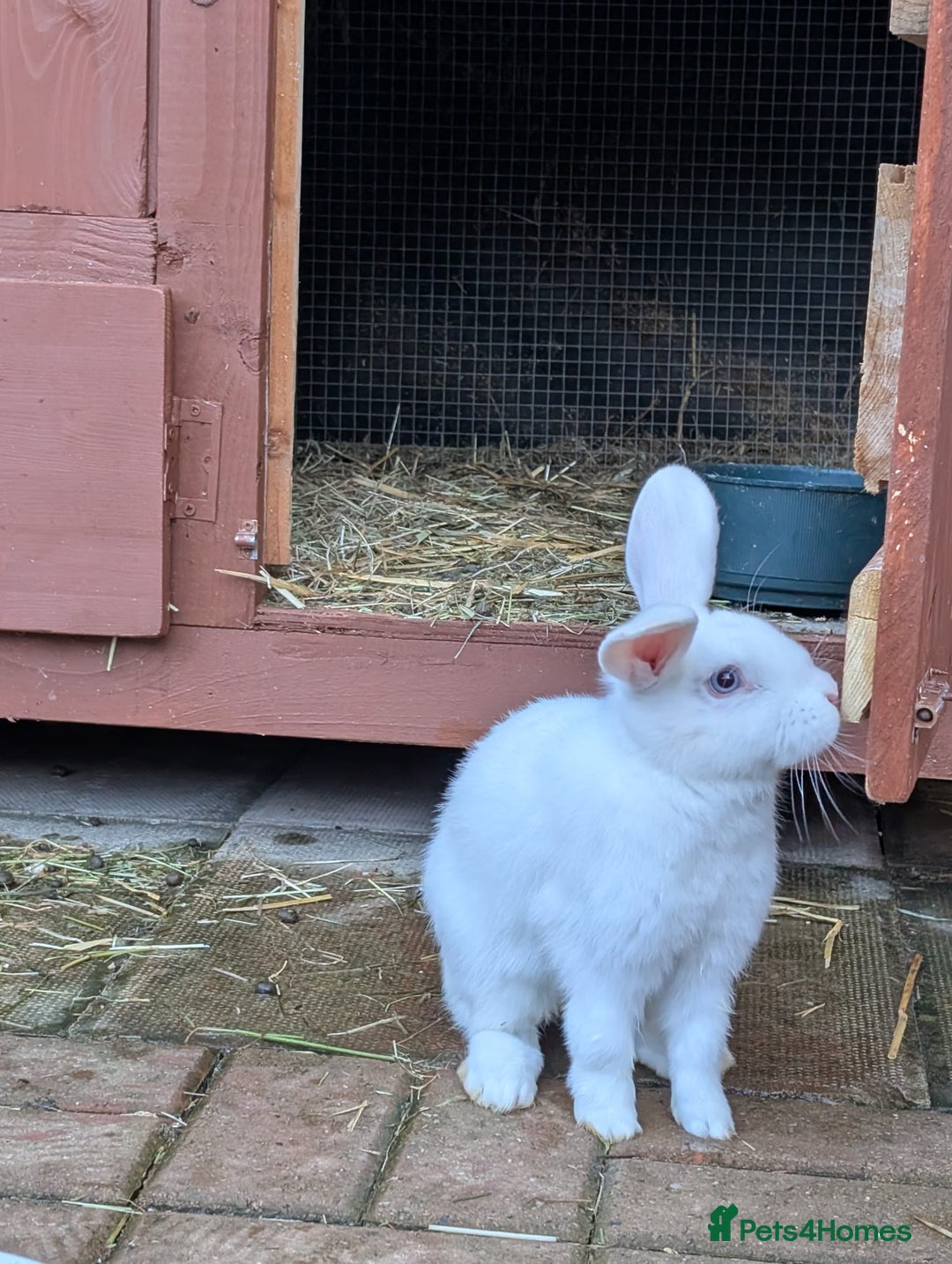 Mixed Breed rabbits for sale: Mixed breed rabbits  - Advert 3