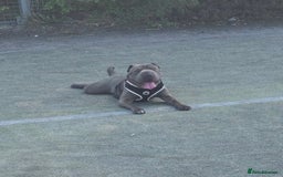 Mixed Breed dogs for sale: Chase - Sharpei X Corso - Image 2