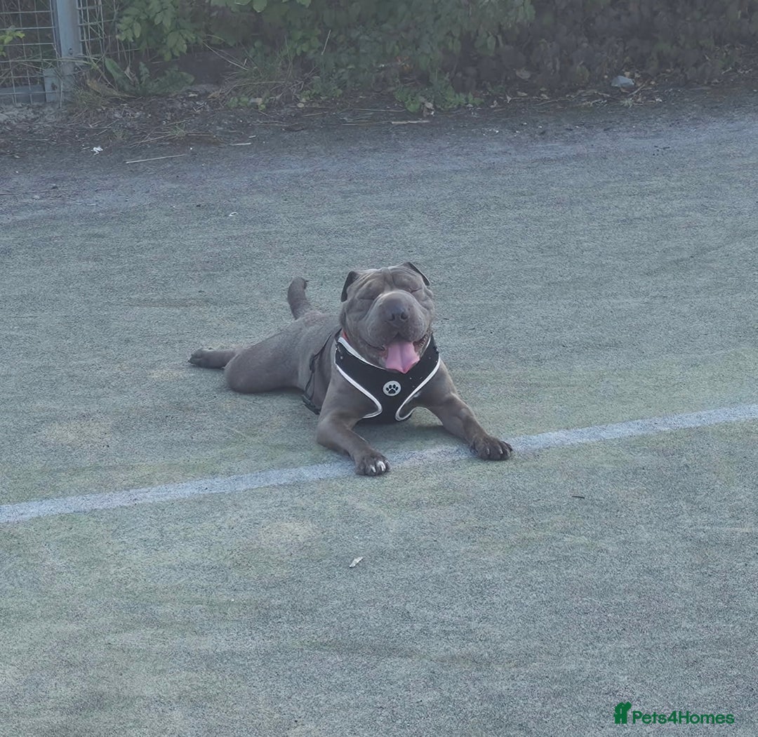 Mixed Breed dogs for sale: Chase - Sharpei X Corso - Image 2