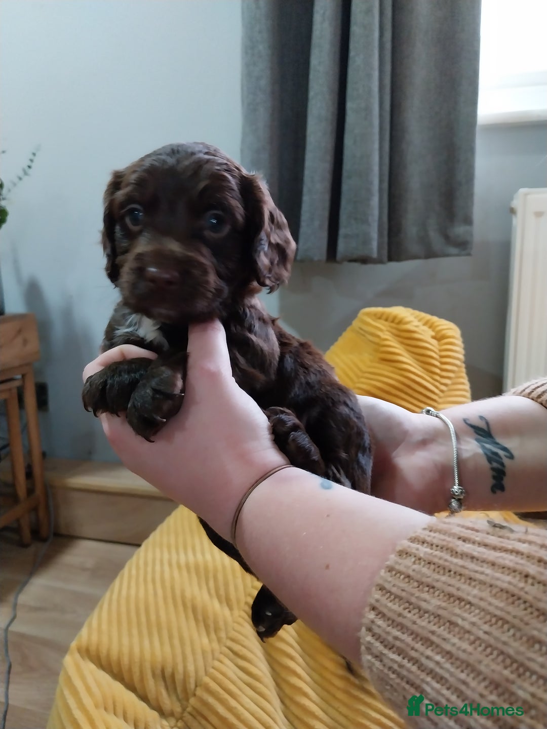Cockapoo dogs for sale: Adorable Cockapoo puppies  - Image 25
