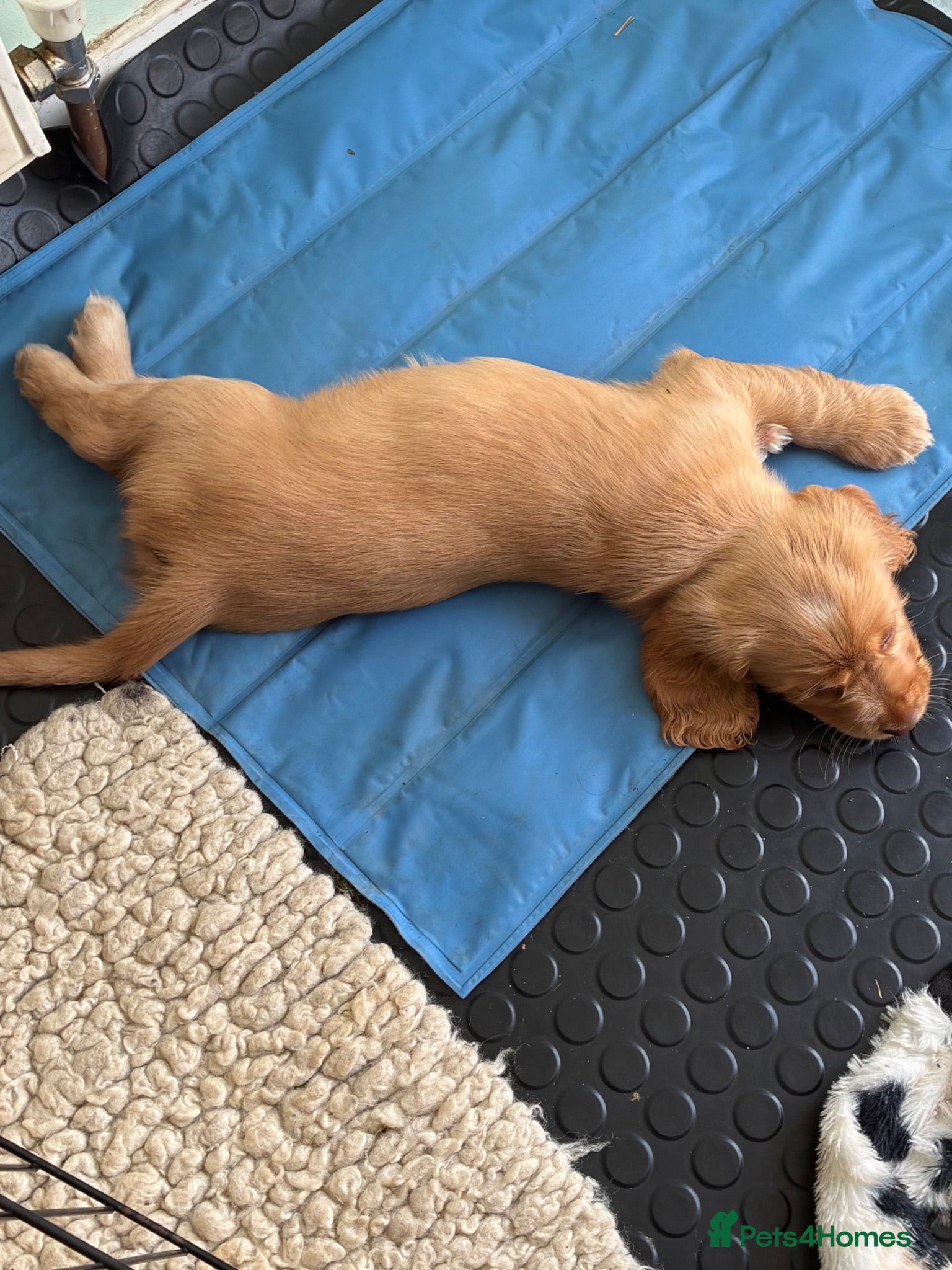 Cocker Spaniel dogs Exceptional Show Type Cocker Spaniel puppy - Advert 2